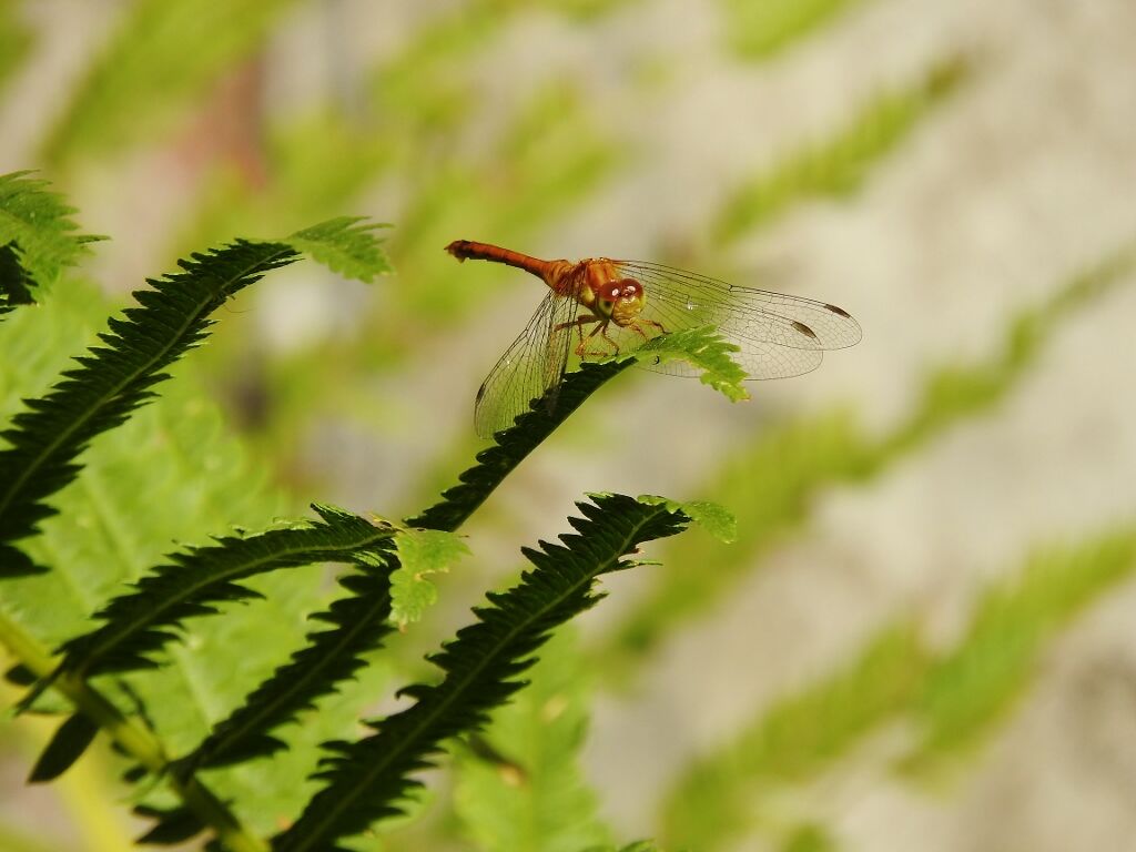 Autumn meadowhawk dragonfly